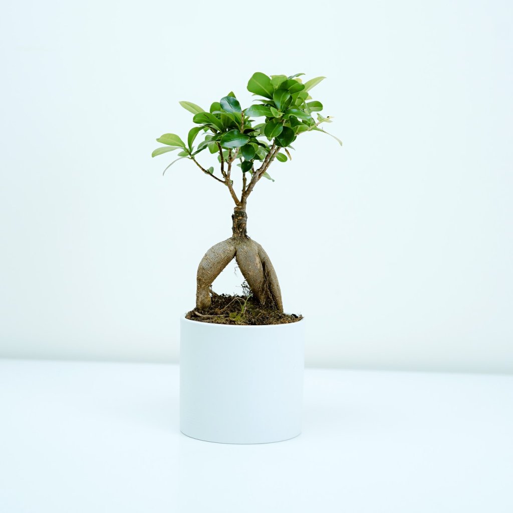 Hogar, Muebles y Jardín